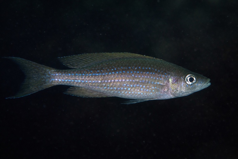 Paracyprichromis brieni 'Kantalamba'